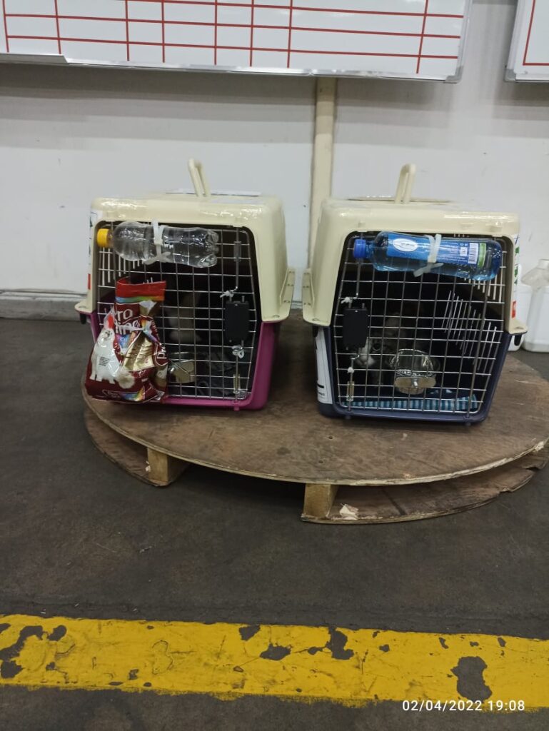 How to transport pets internationally