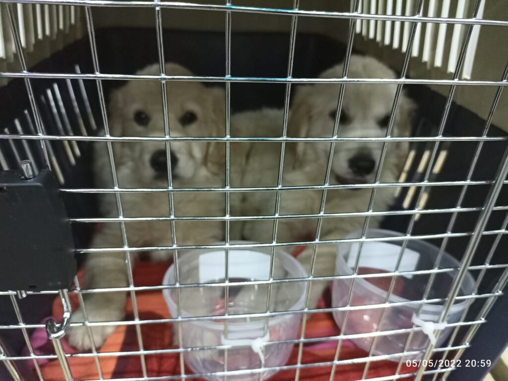 quarantine requirements for pets leaving Kenya