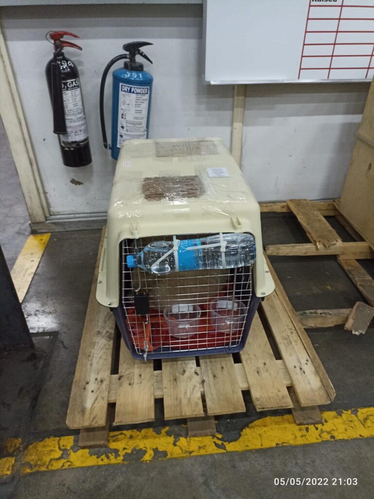 Which is the best international pet shipping
