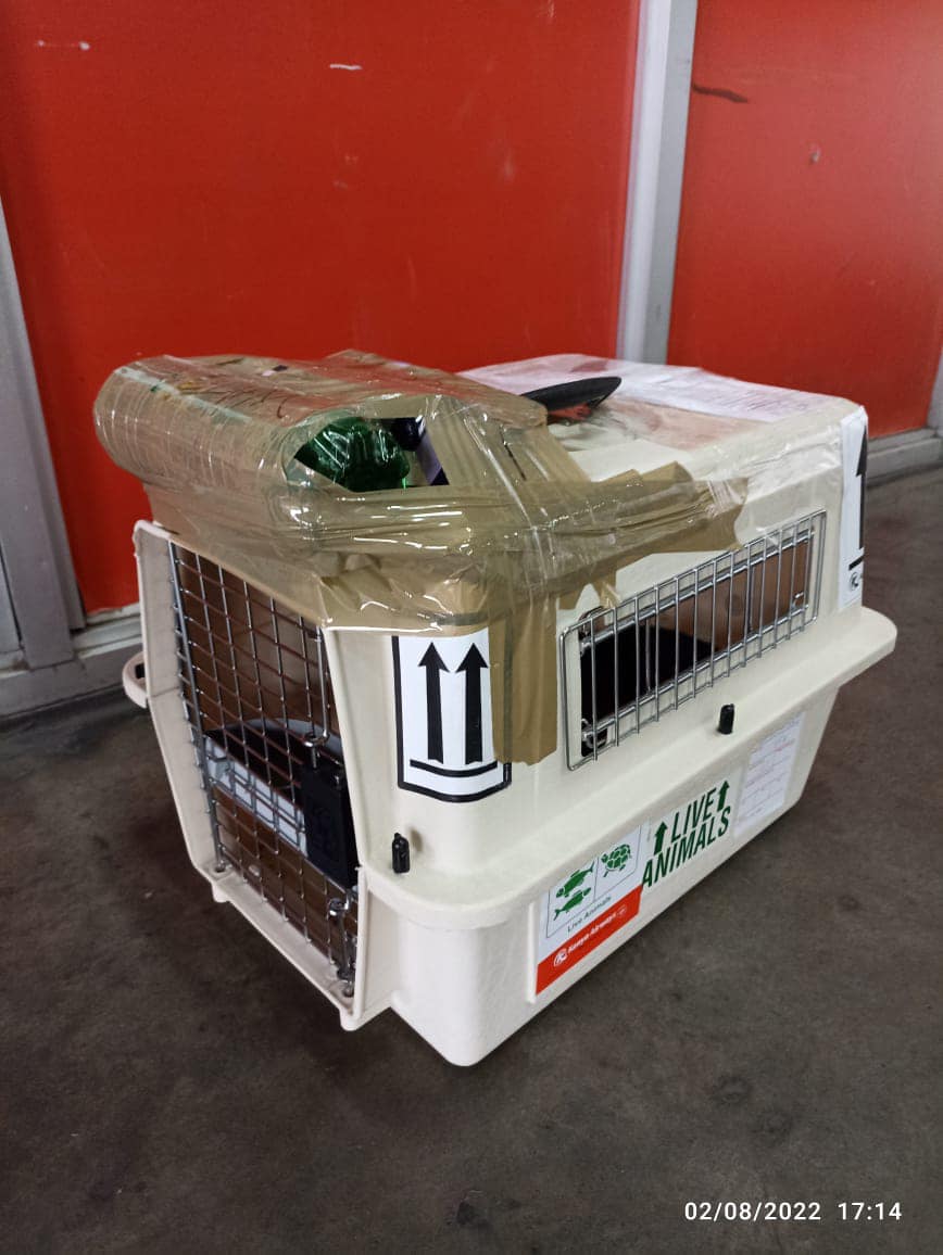 Import a Pet Into Kenya Prestige Pets Africa