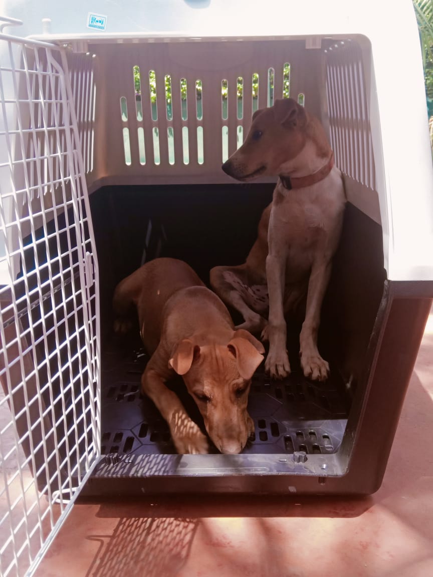 Requirements for exporting a pet out of Kenya Prestige Pets Africa