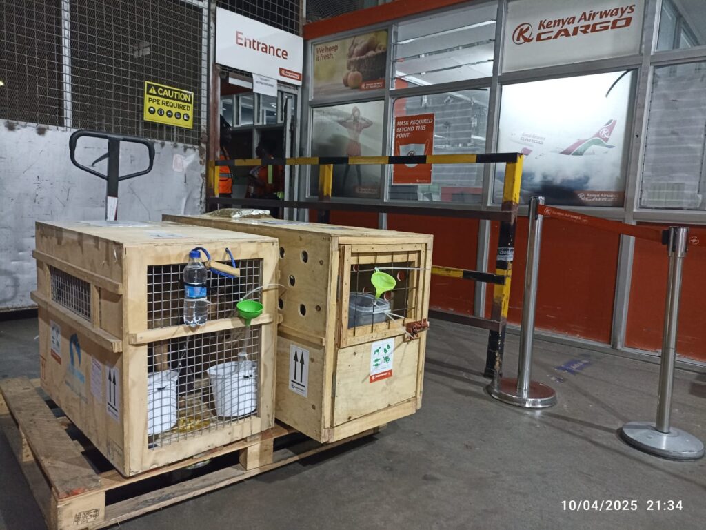 Does Kenya Airways allow pets?