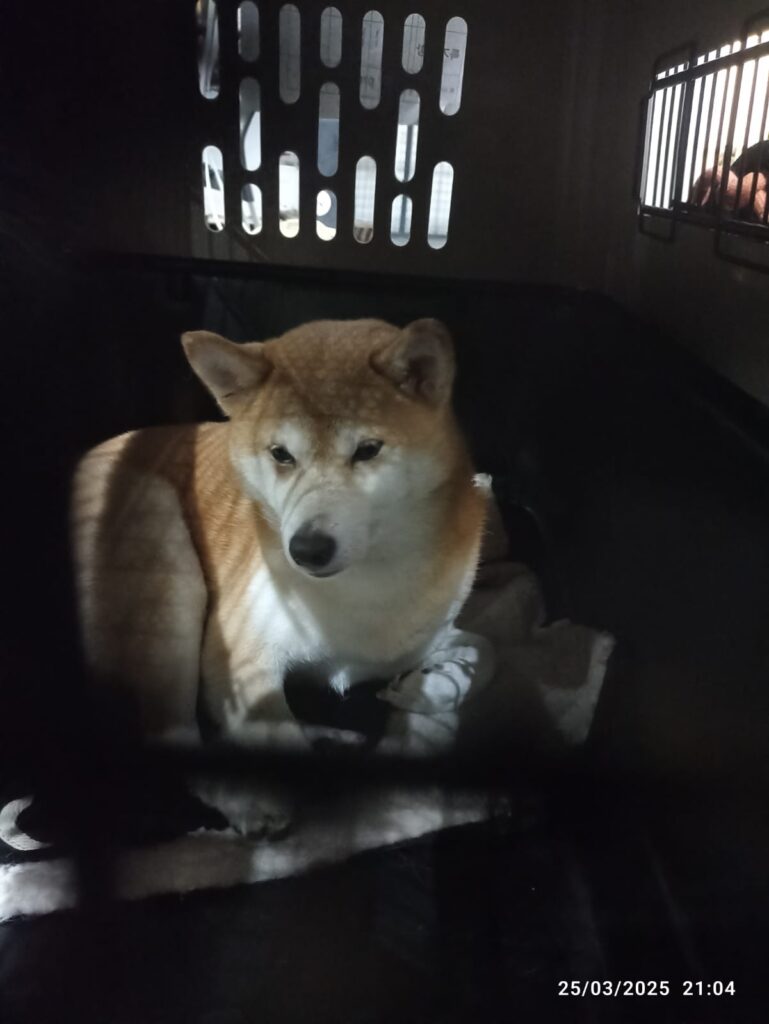 pet relocation stress