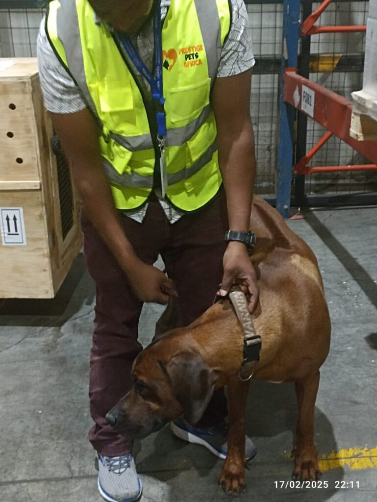 professional pet relocation services in Kenya
