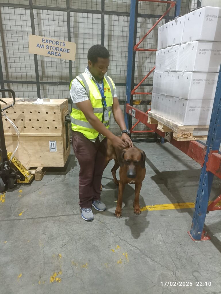 prepare pet for long-distance move