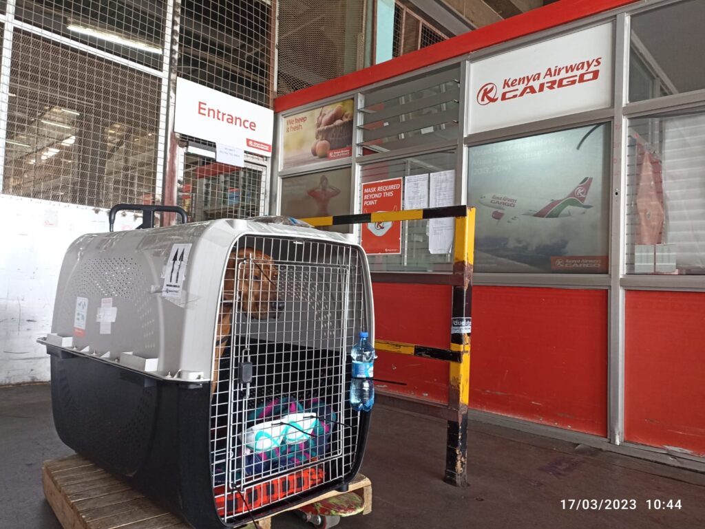 pets travel cargo or in-cabin Kenyan airlines