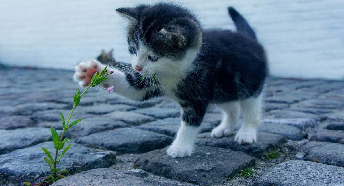 cat, flower, kitten